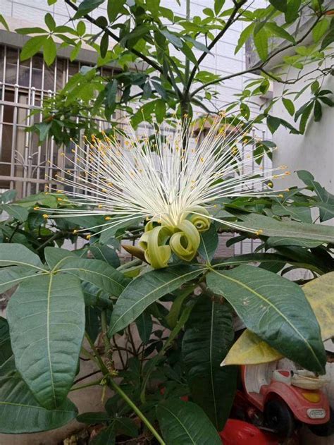 發財樹開花好嗎